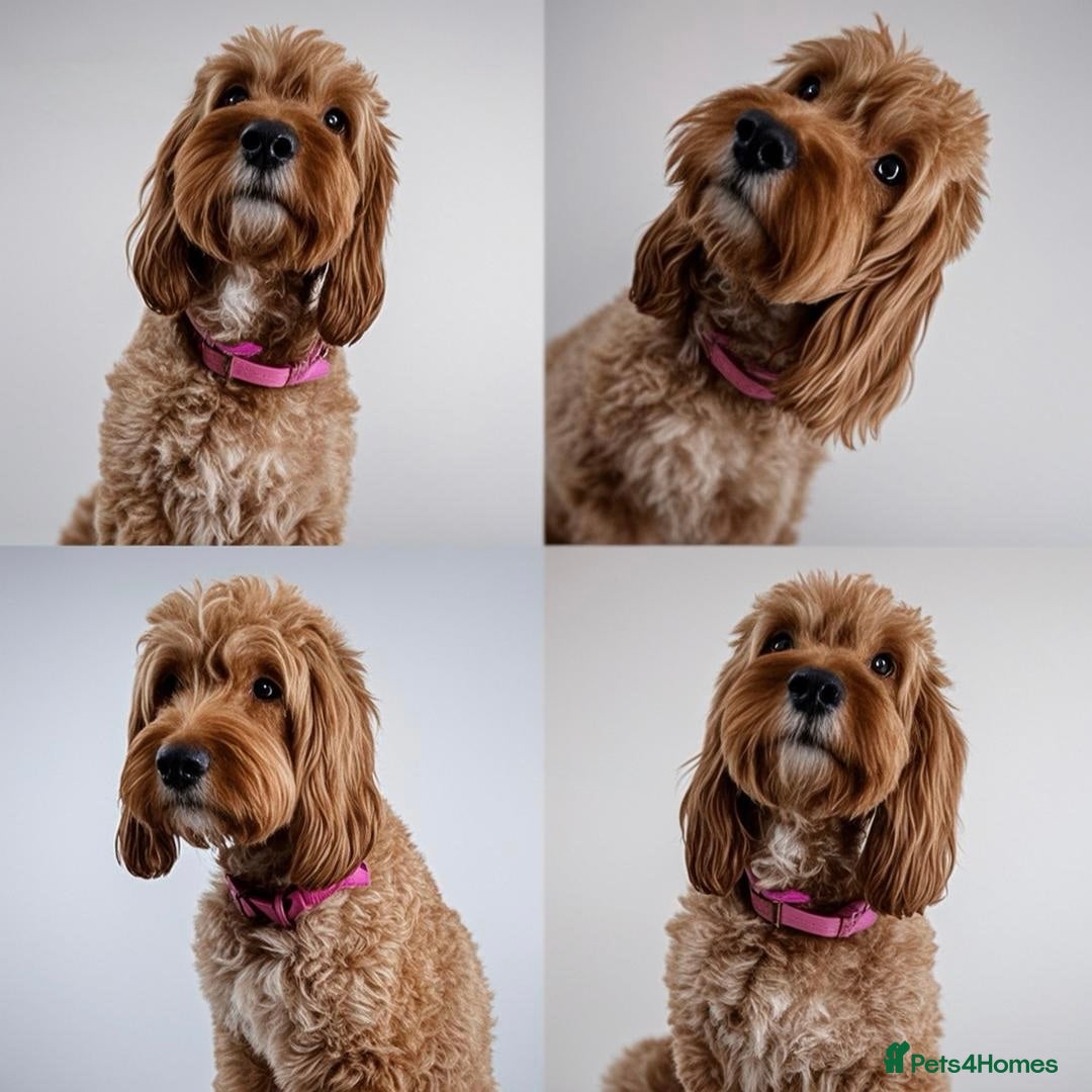 Cockapoo dogs for sale: Gorgeous F2 Cockapoo Puppies  - Advert 1