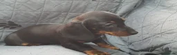 Dachshund dogs for sale: Beautiful short haired dachshund puppies for sale - Advert 11