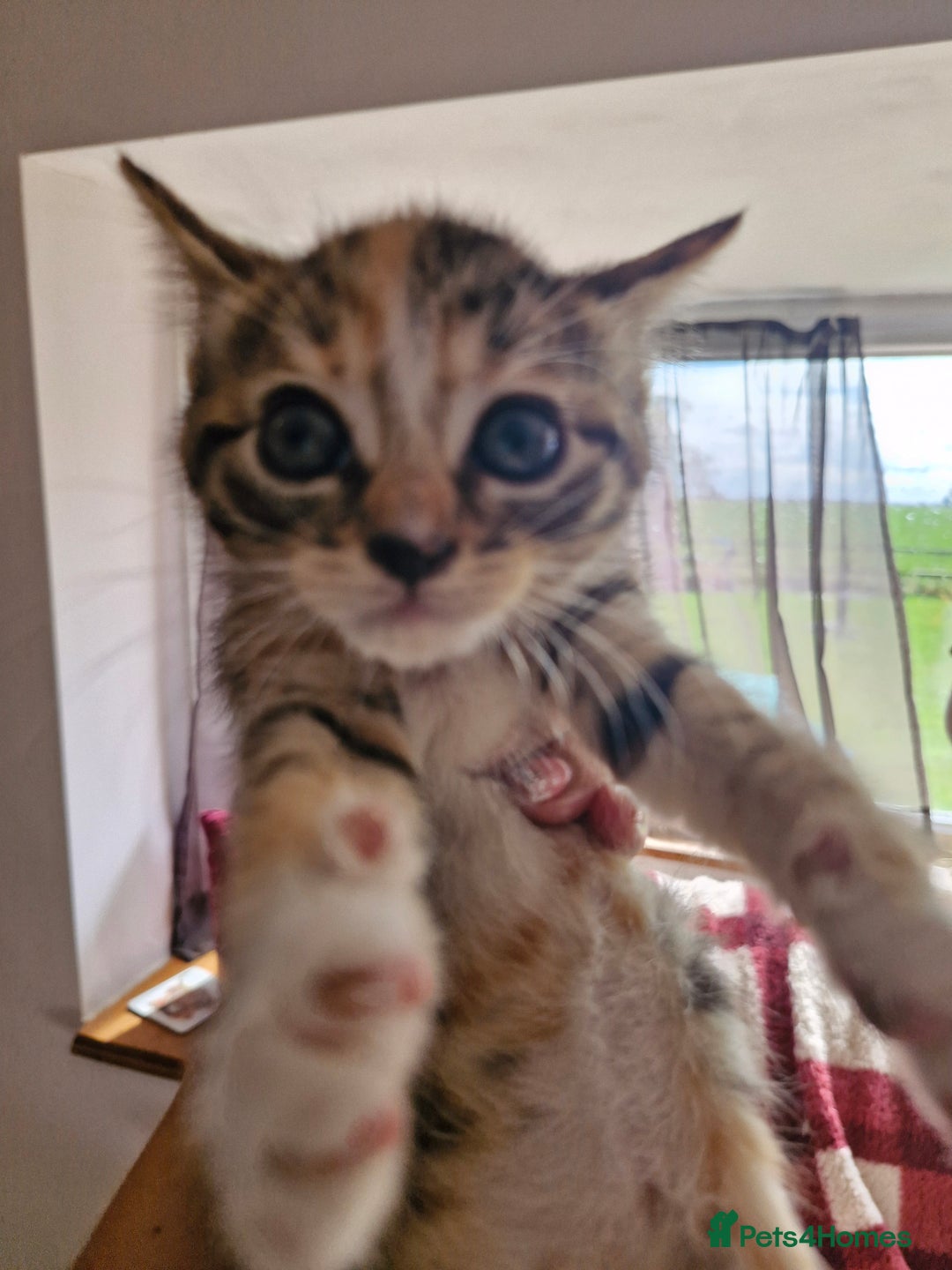 Mixed Breed cats for sale: Mixed breed kittens  - Image 4