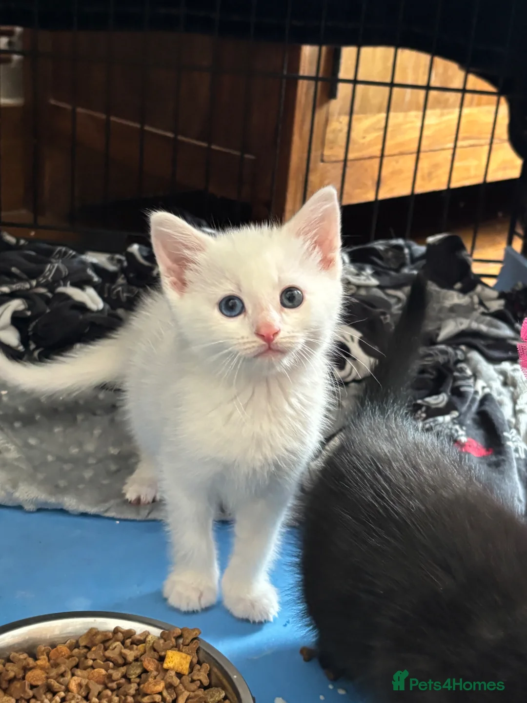 Mixed Breed cats for sale: Kittens for sale  - Advert 7