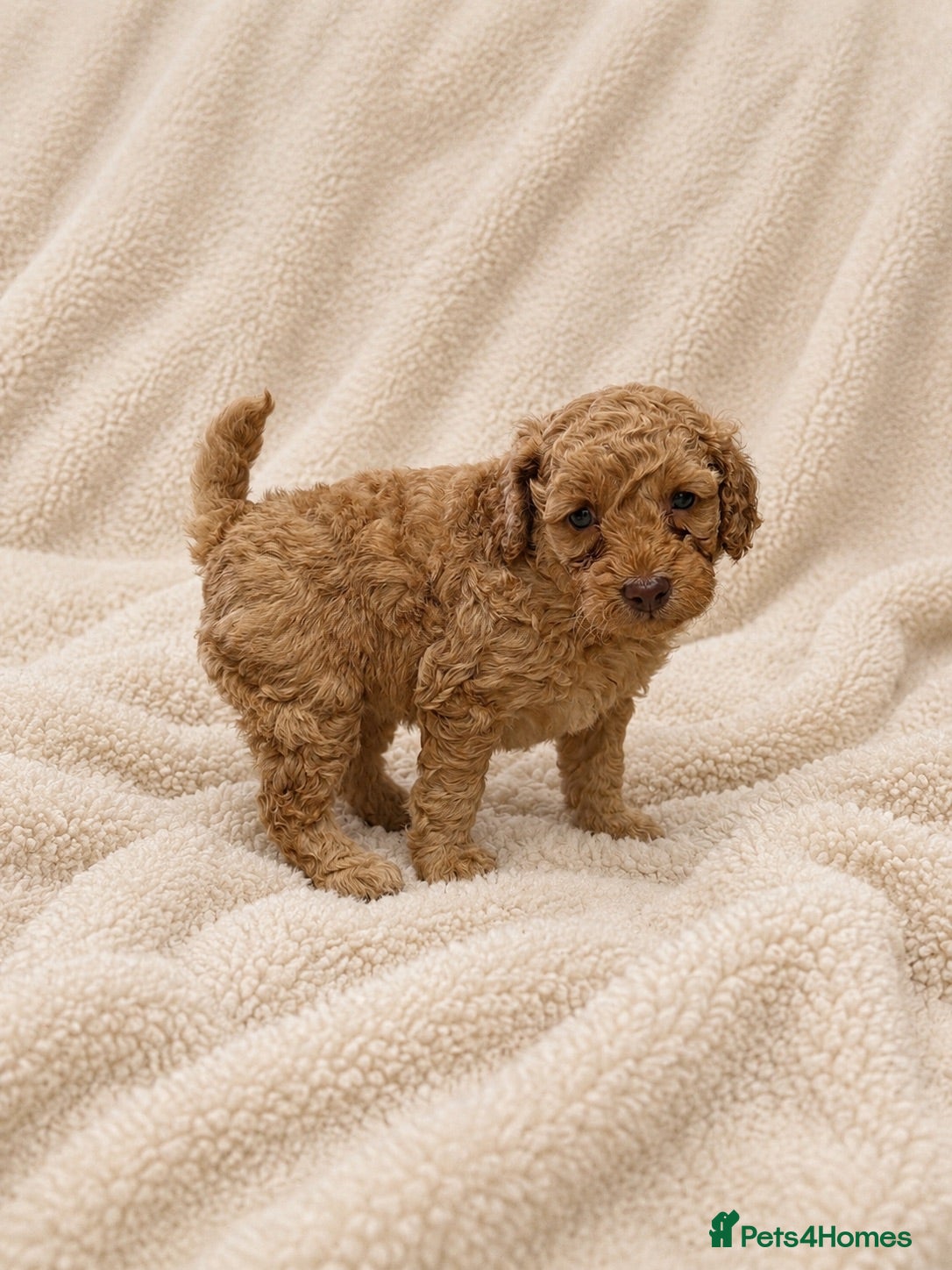 Cockapoo dogs Beautiful Cockapoo Puppies  - Advert 16