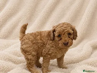 Cockapoo dogs Beautiful Red/Golden Cockapoo Puppies - Advert 1