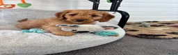 Cockapoo dogs for sale: *Hereditary clear Cockapoo Puppies 💜🐶* - Advert 8