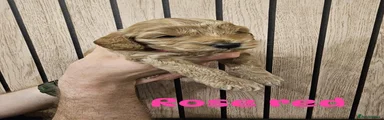 Puppy 5