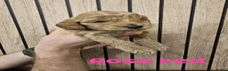 Cockapoo dogs for sale: F2B miniature Cockapoo puppies - Advert 11