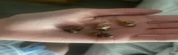 Snails invertebrates for sale: selling 18 baby giant african snails in Middlesbrough - Advert 3