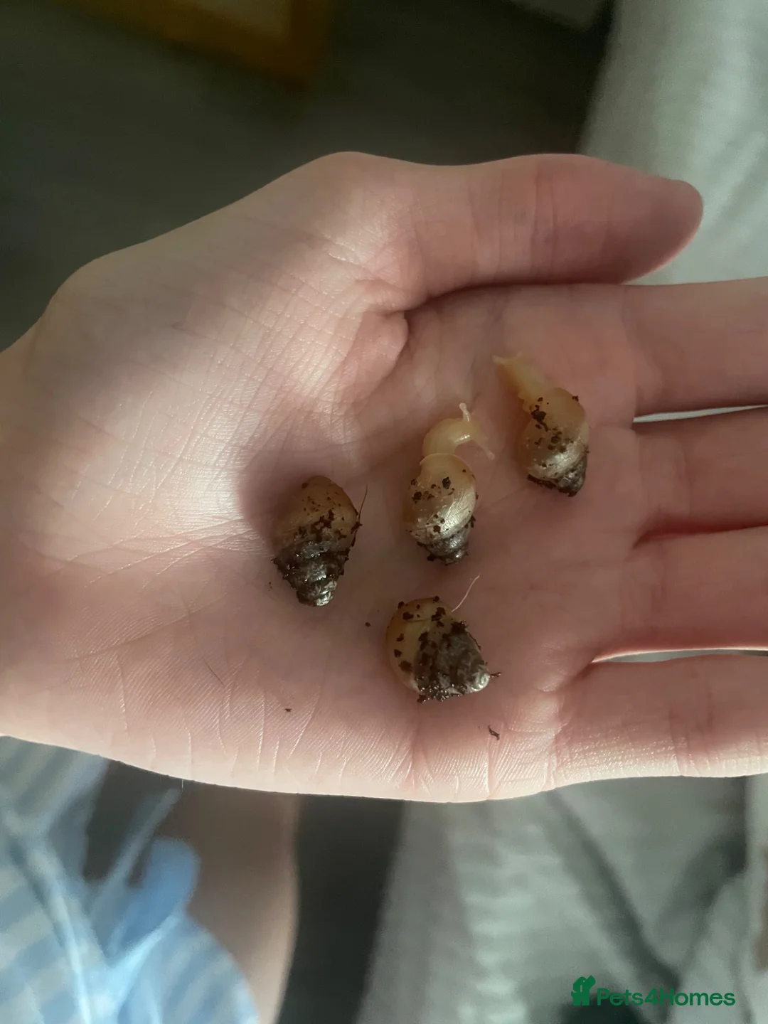 Snails invertebrates for sale: selling 18 baby giant african snails in Middlesbrough - Advert 3