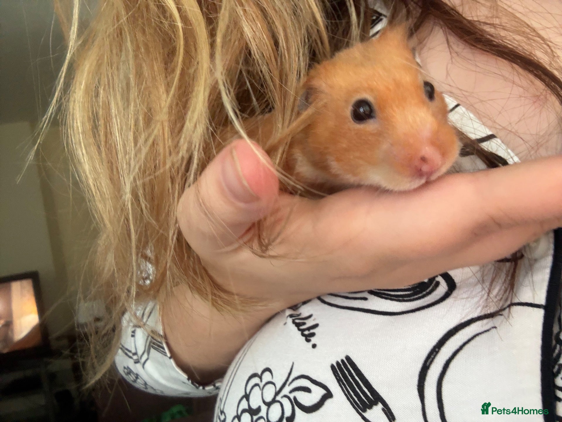 Hamster rodents two female hamsters for sale  - Advert 1