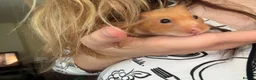 Hamster rodents for sale: two female hamsters for sale  in Newcastle upon Tyne - Advert 1
