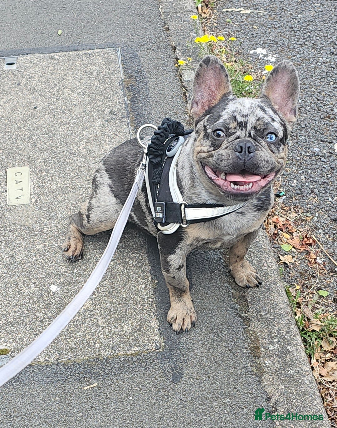 French Bulldog dogs for sale: French bulldog puppies  - Advert 13