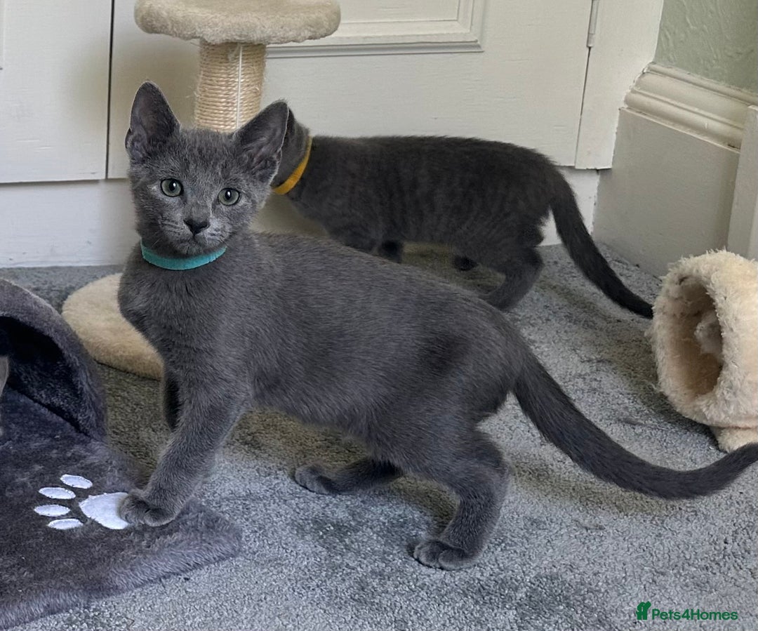 Russian Blue cats for sale: Russian Blue Kittens  in Lanark - Image 28