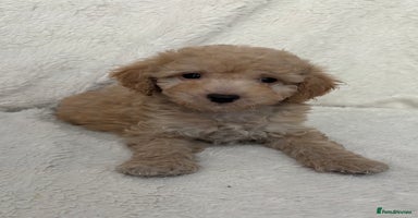 Cockapoo dogs in Telford - Advert 1