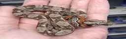 Boa Snake reptiles for sale: Baby Female Boa constrictors  - Advert 13