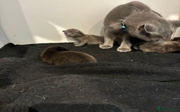 British Shorthair cats for sale: 🐾 British Shorthair Kittens 🐾 - Image 4