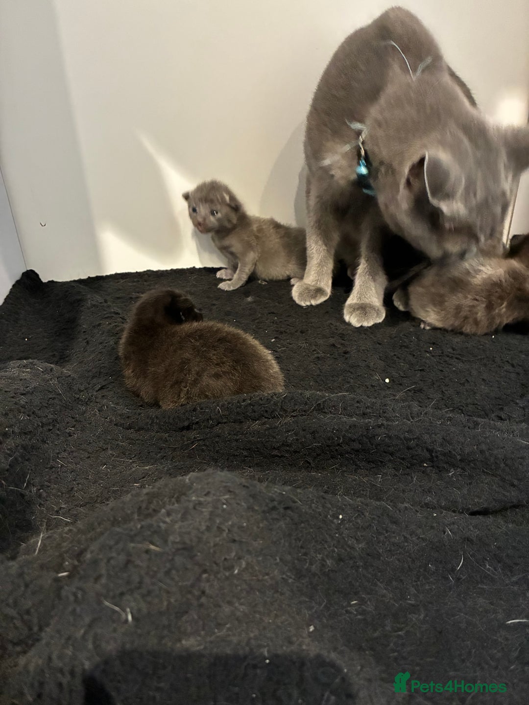 British Shorthair cats for sale: 🐾 British Shorthair Kittens 🐾 - Image 4