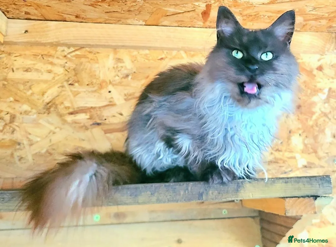 Maine Coon cats for sale: TICA Maine Coon kittens ready to go NOW - Advert 14