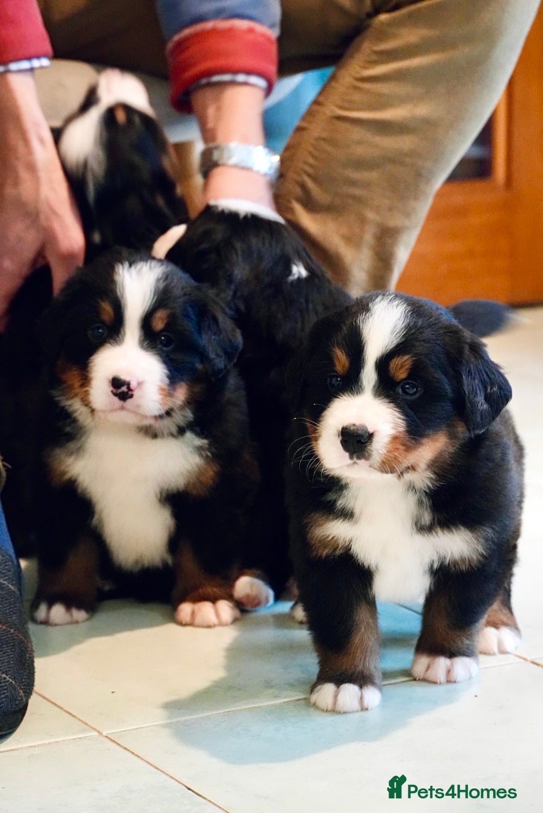 Bernese Mountain Dog dogs for sale: Quality Bernese Mountain Dog Puppies  - Advert 4