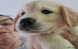 Golden Retriever dogs for sale: Last 2 Girls Left - KC Reg Golden Retriever Pups  - Image 2