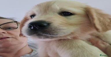 Golden Retriever dogs - Advert 7
