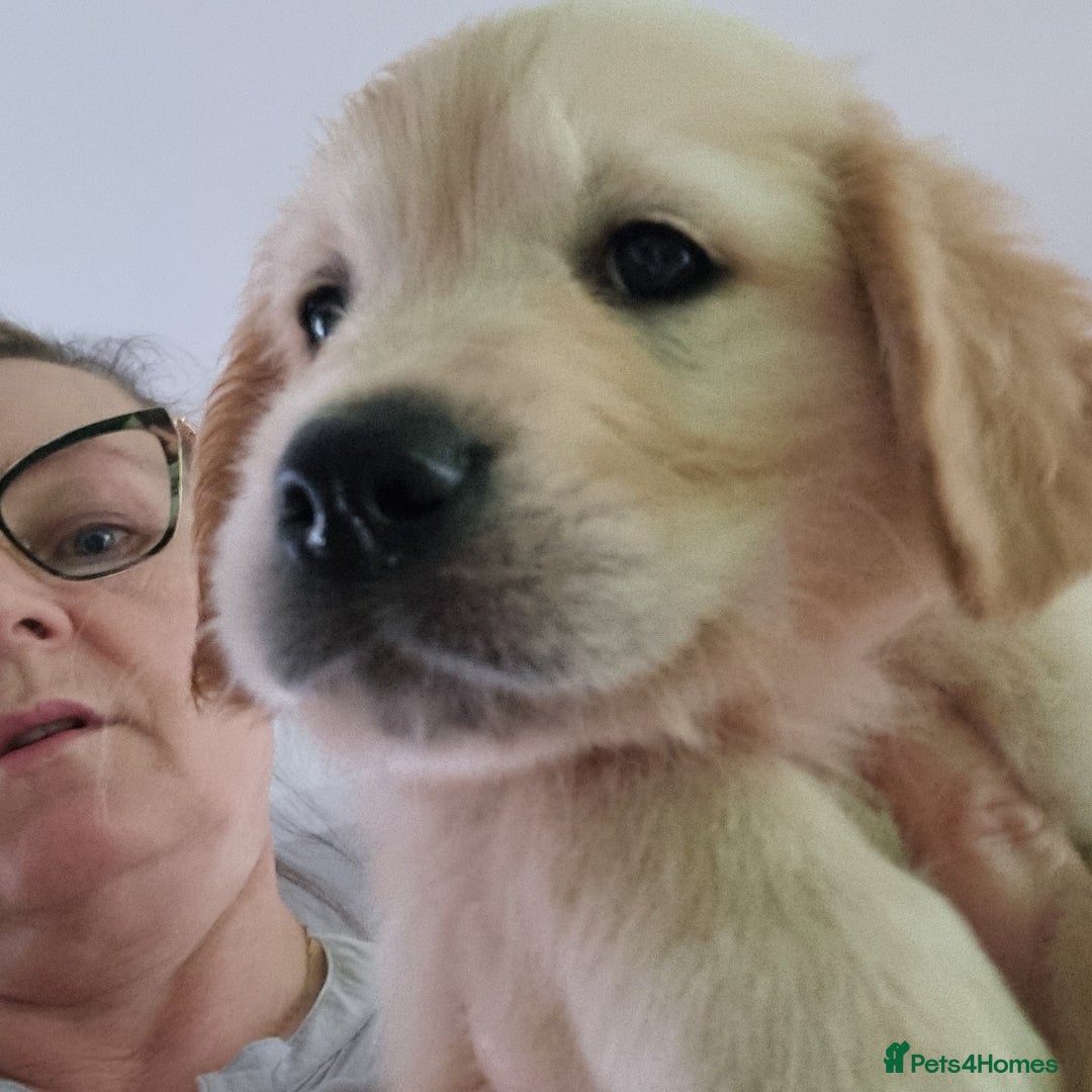 Golden Retriever dogs for sale: Last 2 Girls Left - KC Reg Golden Retriever Pups  - Image 2