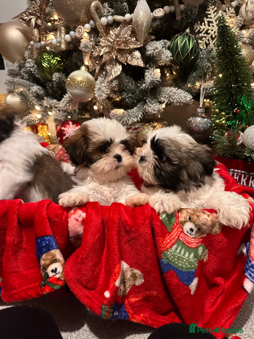 Shih Tzu dogs for sale: 2 Shih Tzu puppies ready for their forever home - Advert 6