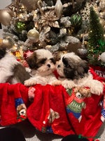Shih Tzu dogs 2 Shih Tzu puppies ready for their forever home - Advert 2