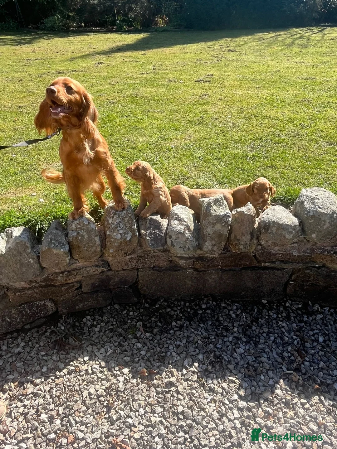 Cocker Spaniel dogs for sale: Cocker spaniel puppies  - Advert 18