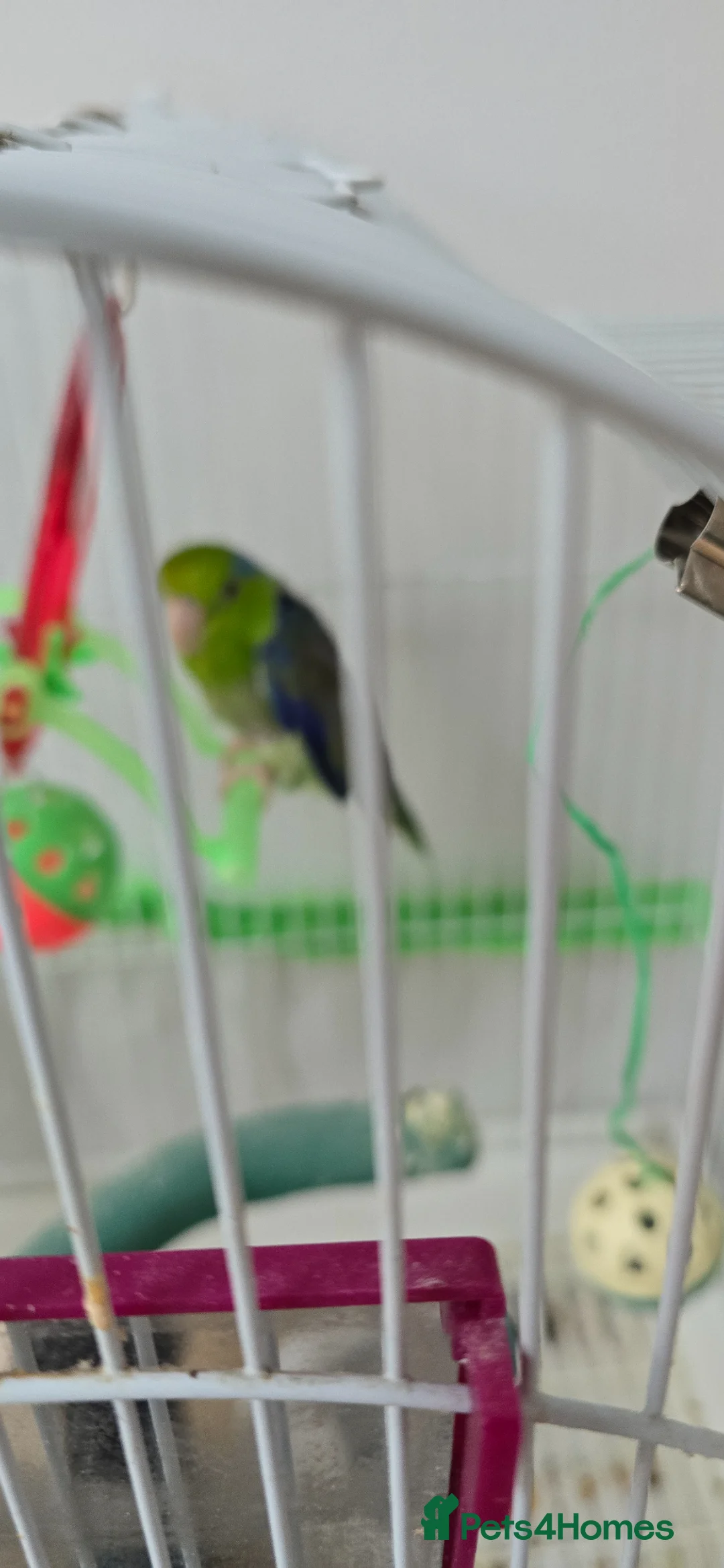 Parrots birds for sale: Parrotlet with cage and toys  for sale in London - Advert 8