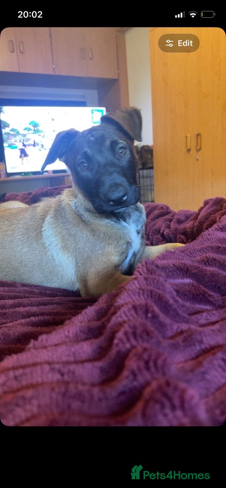 Belgian Shepherd Dog dogs Female Belgian Malinois for sale - Advert 1