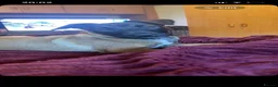 Belgian Shepherd Dog dogs for sale: Female Belgian Malinois for sale - Advert 1