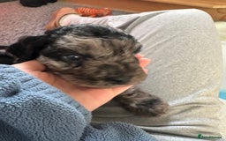 Cavapoo dogs for sale: Gorgeous Rare-Colouring Cavapoo Puppies - Advert 21