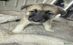 Mixed Breed dogs for sale: Akita/Belgian malenute puppy’s  - Image 8