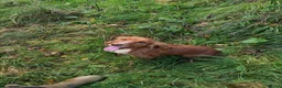 Cocker Spaniel dogs for sale: Stunning red cocker bitch  - Advert 2