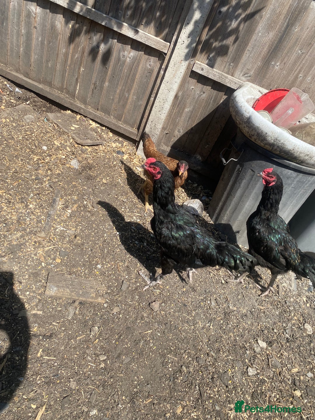 Chickens poultry for sale: Aseel cross cockerel, aseel hens & shamo hen in London - Image 11
