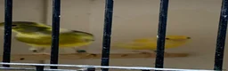 Canaries birds for sale: Raza canary - Advert 4