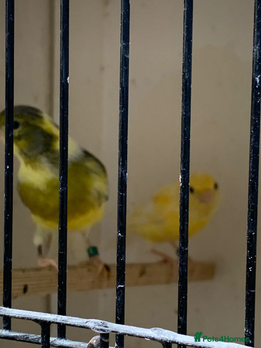 Canaries birds for sale: Raza canary - Advert 4