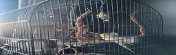 Cockatiels birds for sale: 2 year old male cockatiel in Faversham - Advert 3