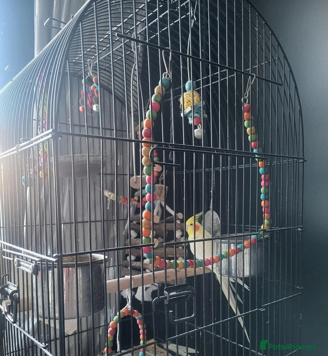 Cockatiels birds for sale: 2 year old male cockatiel in Faversham - Advert 3