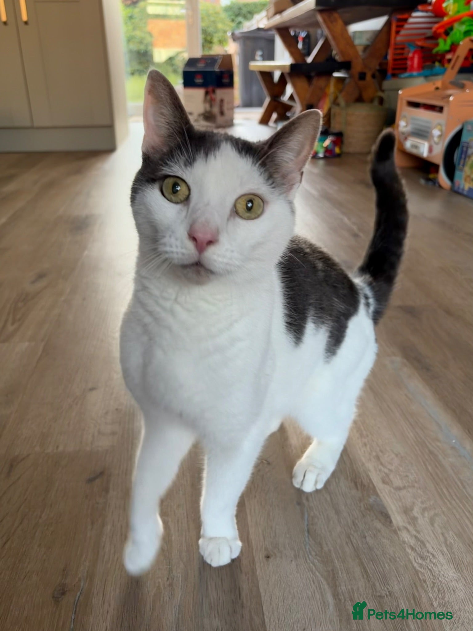 Domestic Shorthair cats Hendrix-12 Year old Male-Looking for a Quiet Home  - Advert 1