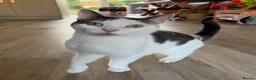 Domestic Shorthair cats for sale: Hendrix-12 Year old Male-Looking for a Quiet Home  - Advert 1