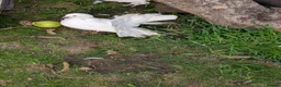 Pigeons birds for sale: Pigeons Mixed Variety  - Advert 4