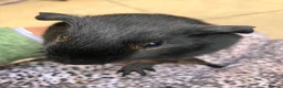 Guinea Pig rodents for sale: Pair baby pet Black Tan guinea pig boars / bonded  - Advert 3