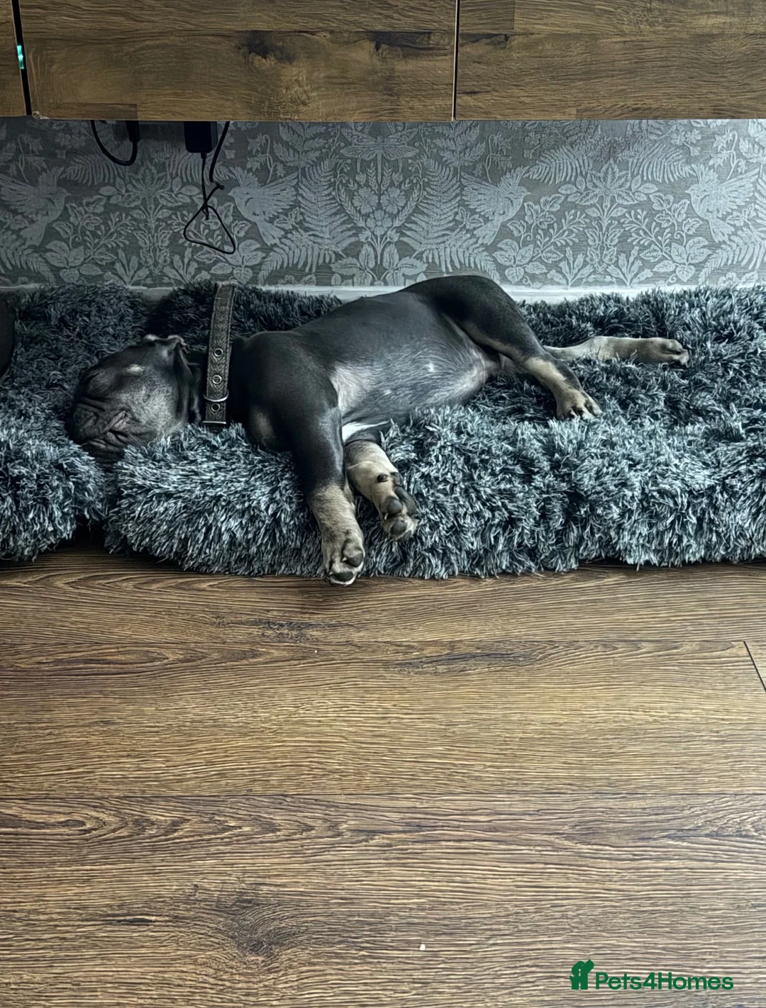 French Bulldog dogs for sale: Bohdi - The Frenchie  - Advert 14