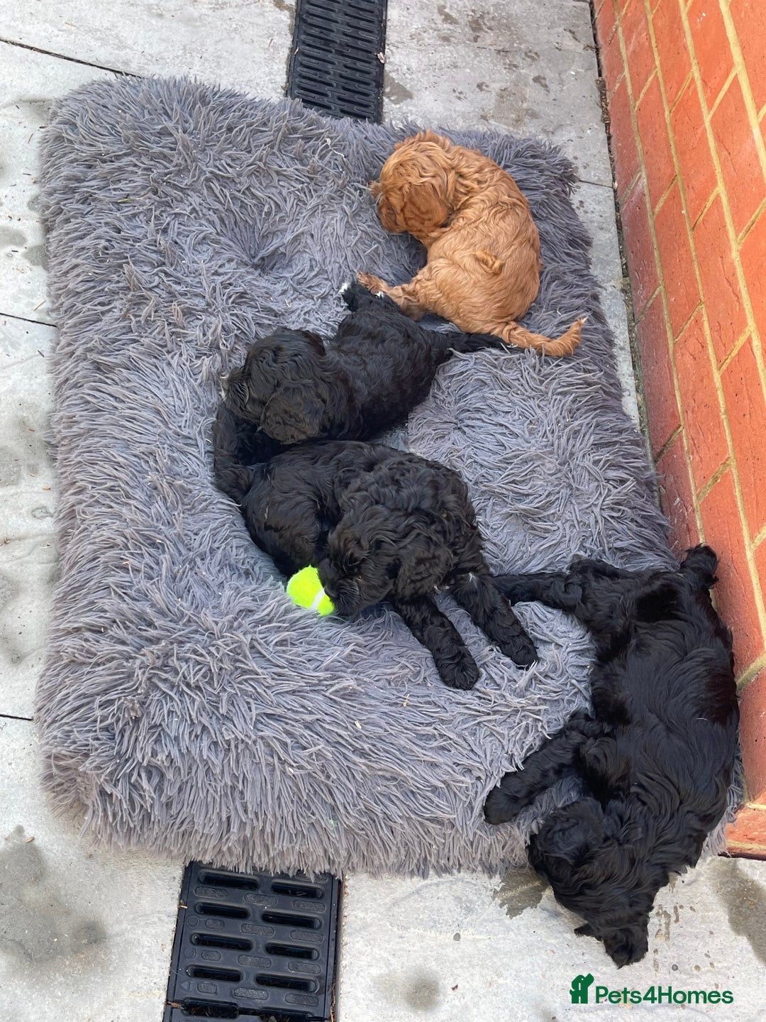 Cavapoo dogs for sale: Adorable Healthy Cavapoo Puppies  - Image 9