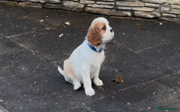 Cavalier King Charles Spaniel dogs for sale: Cavalier King Charles  - Image 5