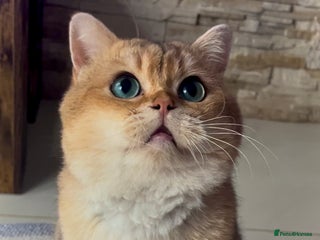 British Shorthair cats PLEASE READ! Golden BSH with Championship lines in London - Advert 12