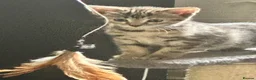 Mixed Breed cats for sale: 2 kittens 1 male 1 female  - Advert 2