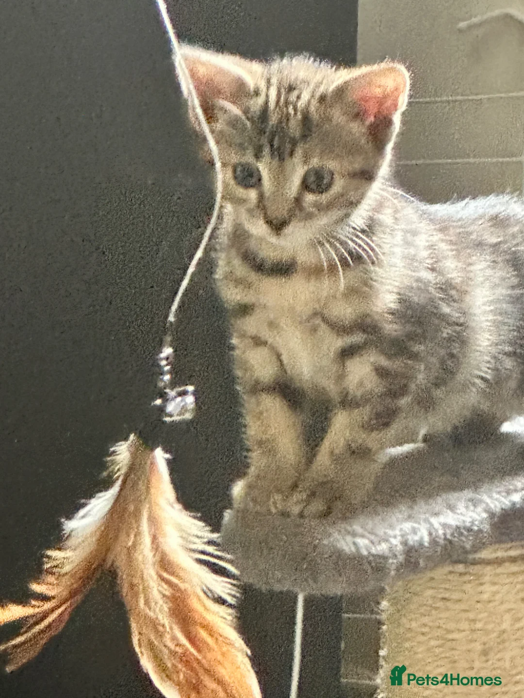 Mixed Breed cats for sale: 2 kittens 1 male 1 female  - Advert 2