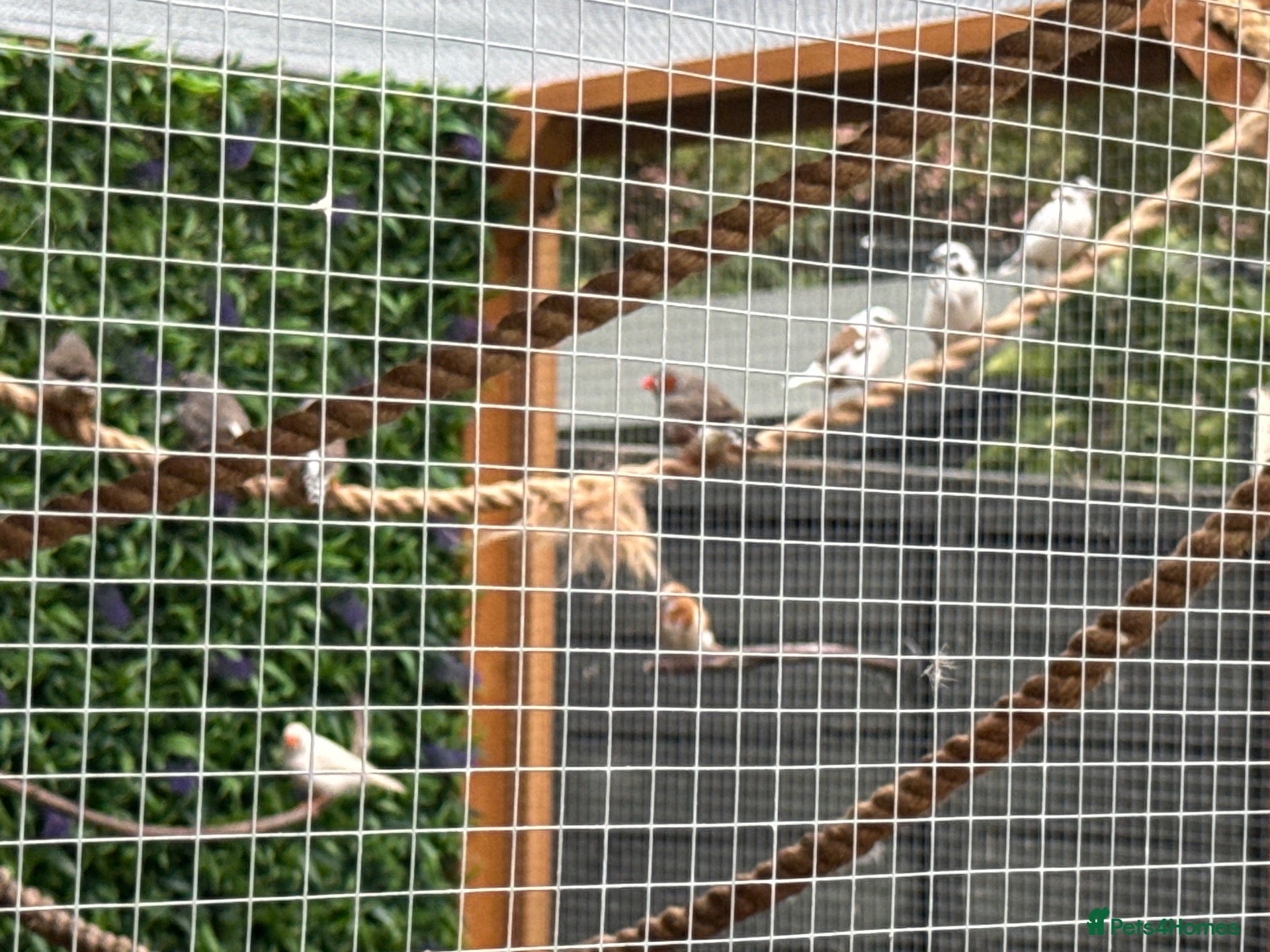 Finches birds for sale: 18 finches zebra bengals star finch parrot gauldia - Advert 3