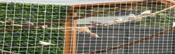 Finches birds for sale: 18 finches zebra bengals star finch parrot gauldia - Advert 1